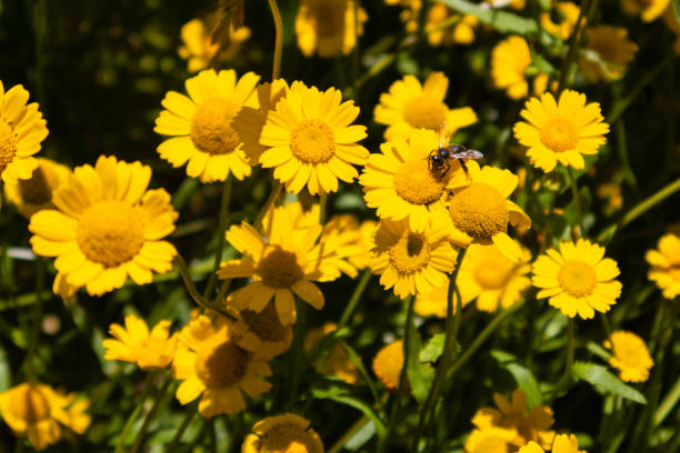 istock Bee taking nectar out of crown daisy, in a crown daisy field 1254235338