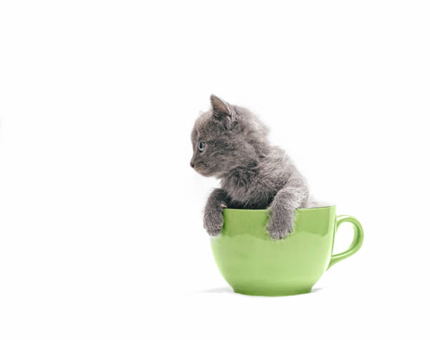 istock Curious gray kitten sitting in a big cup. 1254235590