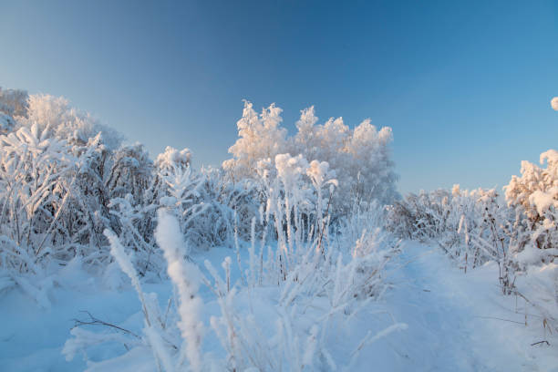 istock Winter landscape with snowy trees 1254235623