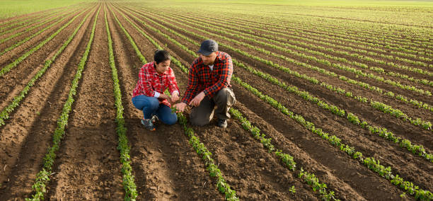 Young farmers examing planted young soy in spring