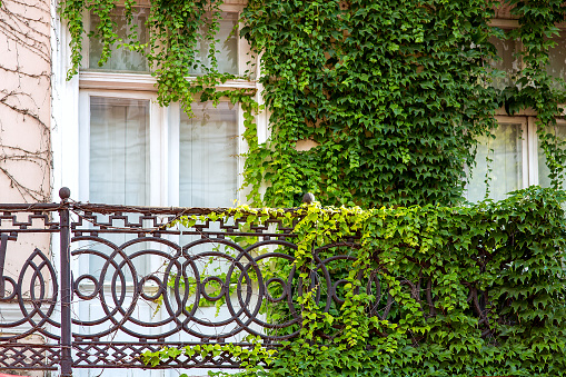 balcony with iron railings wrought iron fence of a building of ivy overgrown with deciduous climbing plant.