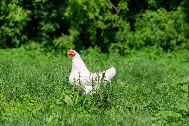 istock healthy chicken in the garden 1254236879