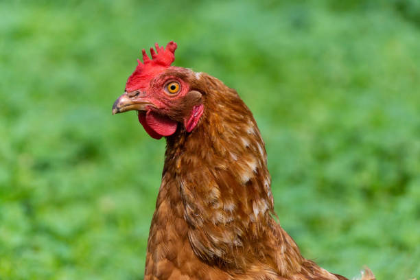 istock healthy chicken in the garden 1254236889