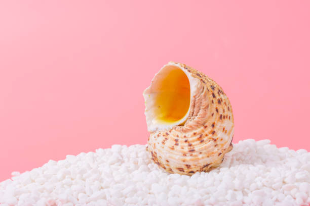 creature, spiralling, giant shell, aquarium, molluscan, sea shell, conch, pearl, cockleshell, large size snail conch, nautilus, echinoderm, mollusc, gastropoda, seashell, ocean, souvenir, nobody, marine, business, currency, animal, background, beach, beauty, brown, casual, decoration, delicious, food, geological, gourmet, isolated, mollusk, natural, object, pink, poster, raw, sea, shell, shellfish, snail, special, spiral, texture, wallpaper, water, white