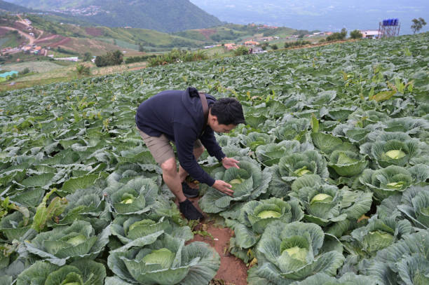 istock Cabbage farm on Phu Thap Berk, Phetchabun Province, Thailand 1254236982