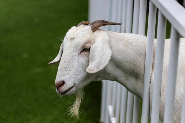 istock cute pet annimal in sunshine 1254241422