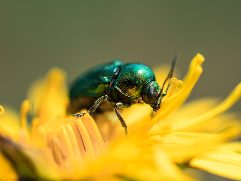 Dead-nettle leaf beetle (Chrysolina fastuosa) on a yellow flower - a species of beetle from a family of Chrysomelidae.