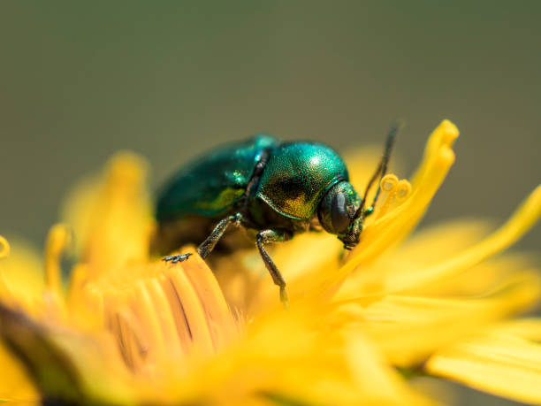 Leaf Beetle On Yellow Flower stock photo