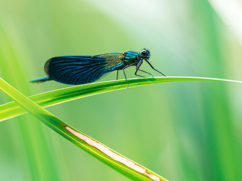 The blue color of the Common Blue butterfly is less evident when its wings are closed, but a distinct blue hue does show up.  The detailed patterns on the wings are a marvel of the artistry of nature.  This photographe was taken in the midday sunshine in Southern Quebec in summertime.