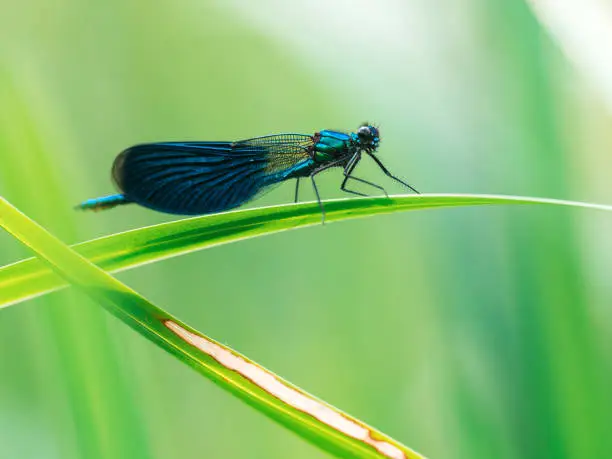 Banded Demoiselle (Calopteryx splendens) sitting on a blade of grass - a species of damselfly belonging to the family Calopterygidae.