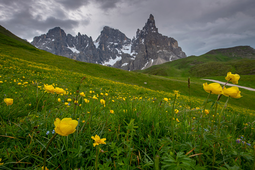 yellow flowers meadow with Pale di San Martino on the background and clouds, dolomiti , Italy