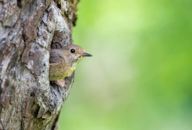 redstart común femenino - phoenicurus fotografías e imágenes de stock