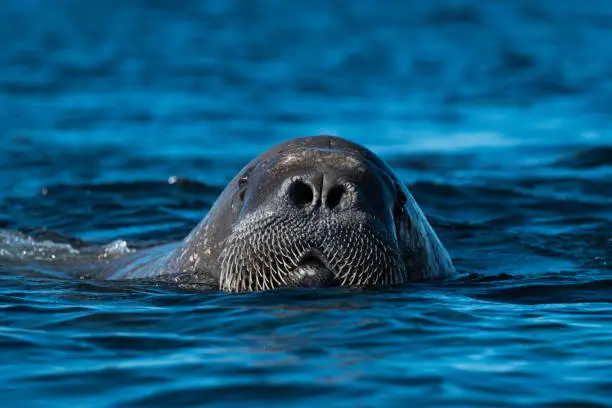 This Walrus swimming image was taken in the arctic sea, Svalbard, Northern Norway.