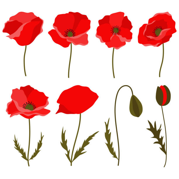 Set of 8 red poppies - flowers and buds. Flat vector illustration isolated on white background. Poppy clip art elements ideal for different designs - greeting cards, invitations, patterns, textile. red poppy stock illustrations