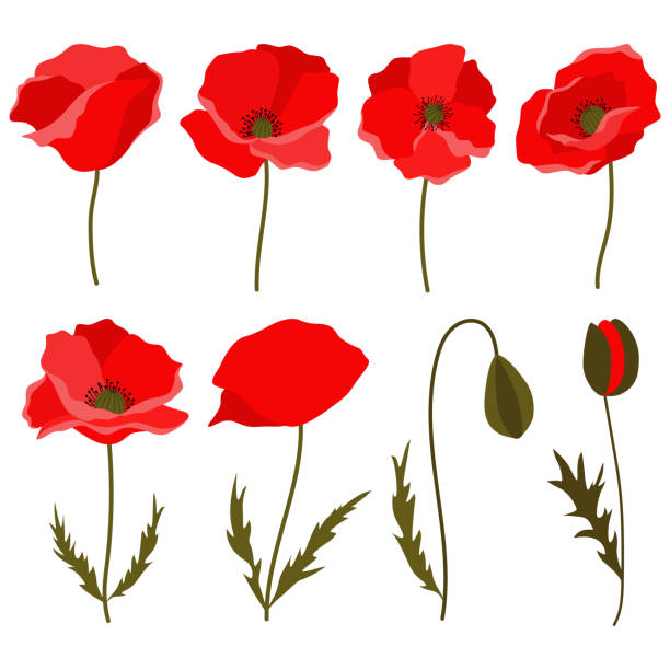 Set of 8 red poppies - flowers and buds. Flat vector illustration isolated on white background. Poppy clip art elements ideal for different designs - greeting cards, invitations, patterns, textile. weed leafs clip art stock illustrations