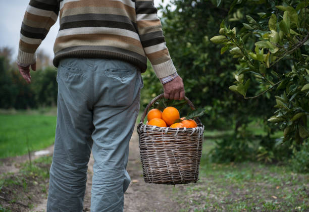istock Farmer working in an orange tree field 1254244389
