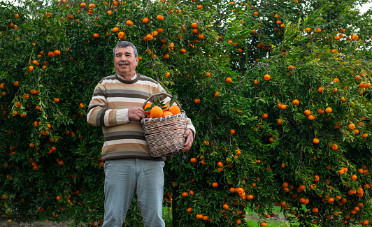 Farmer working in an orange tree field