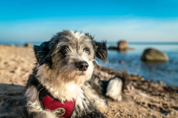 A black and white long haired dog lying on a sandy beach on the german island Ruegen