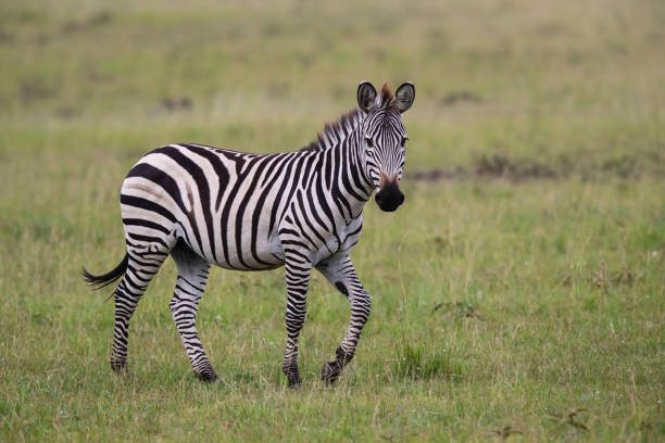 istock Zebra in the Masai Mara in Kenya 1254245263