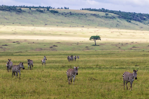 istock Zebra in the Masai Mara in Kenya 1254245275
