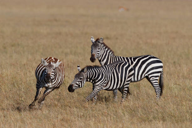 istock Zebra in the Masai Mara 1254245284