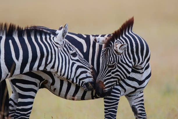 istock Zebra in the Masai Mara 1254245323
