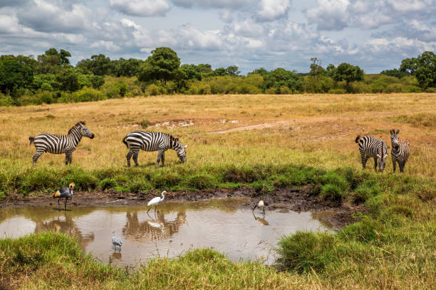 istock Zebra in the Masai Mara 1254245362