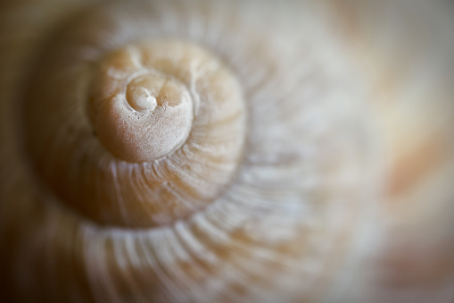 Close-up of an empty snail shell