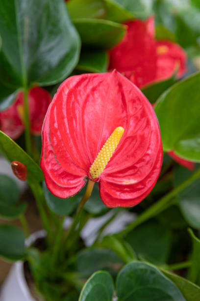 istock The single bright red anthurium flowers 1254246332