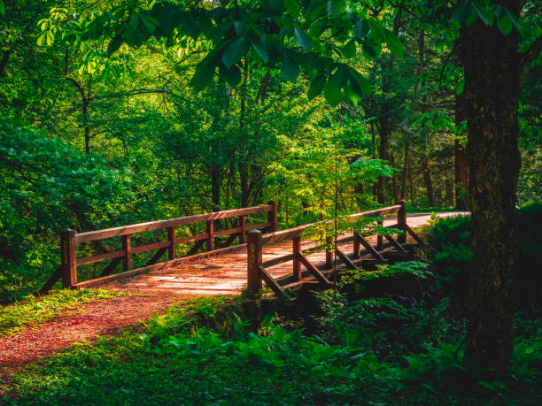Colourful bridge in a Japanese forest