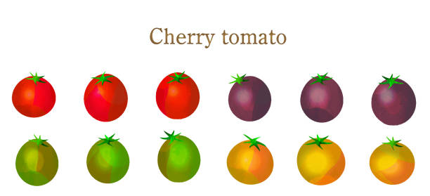 ilustrações, clipart, desenhos animados e ícones de verão legumes-tomate cereja - heirloom tomato illustrations