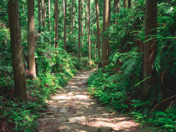 Ancient cracked stones pave the way for pilgrims and hikers along the Kumano Kodo pilgrimage route in Wakayama prefecture, Japan