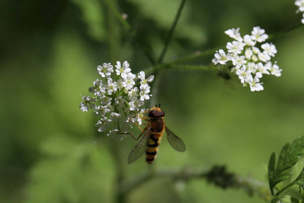 istock Beautiful Hoverfly on a white flower in the forest 1254246649