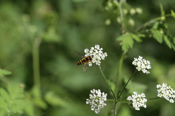 istock Beautiful Hoverfly on a white flower in the forest 1254246693