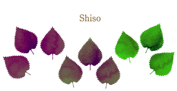 illustrations, cliparts, dessins animés et icônes de légumes d’été-shiso-perilla - shiso