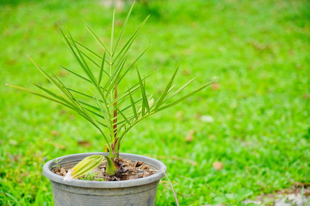 House small plant palm in a plastic pot