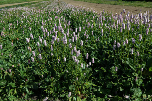 plantain flowering plant with green leaf. plantago major. - major imagens e fotografias de stock