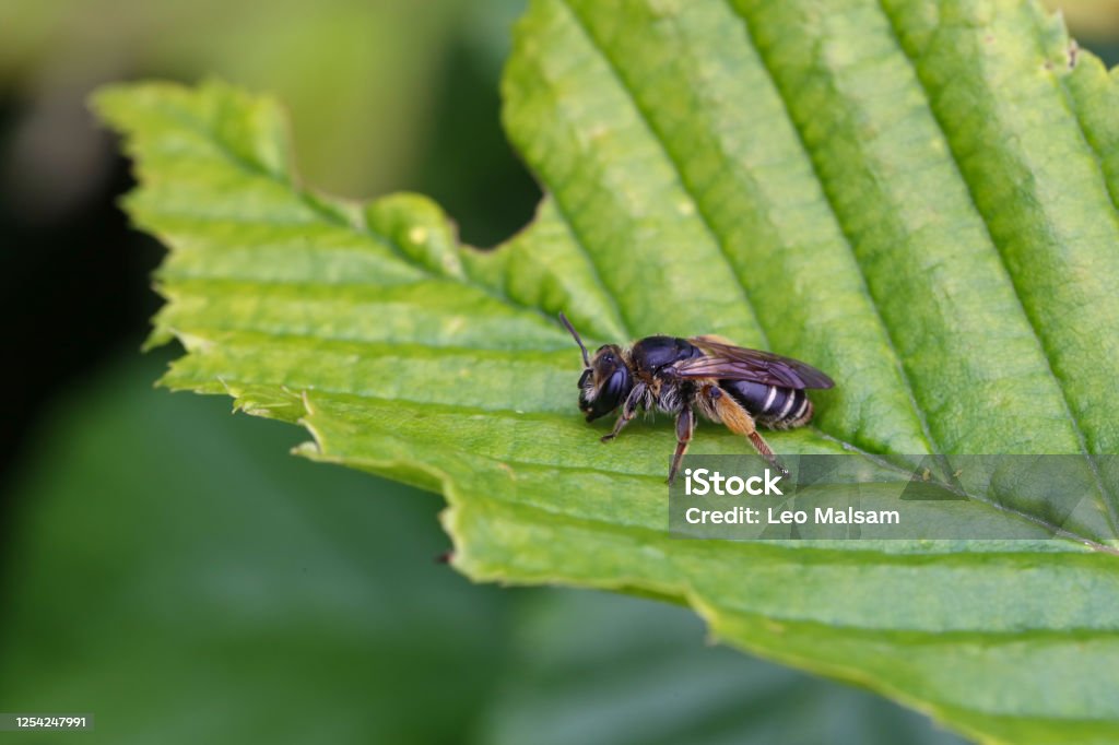 A bee is napping on a leaf A bee is napping on a leaf. Agriculture Stock Photo
