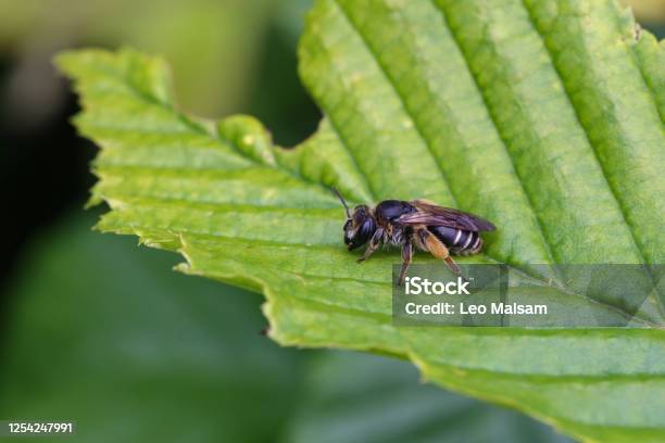 A Bee Is Napping On A Leaf Stock Photo - Download Image Now - Agriculture, Blossom, Blue