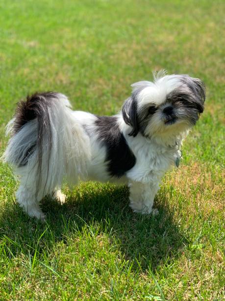 istock Cute Shih tzu dog in the grass 1254249329