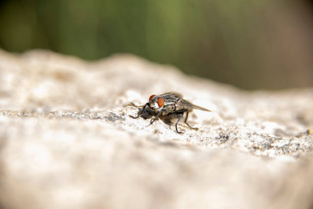 istock A close up of  a common house fly 1254252014