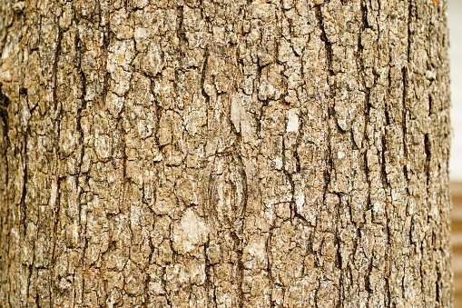 Detail of burnt tree bark background.