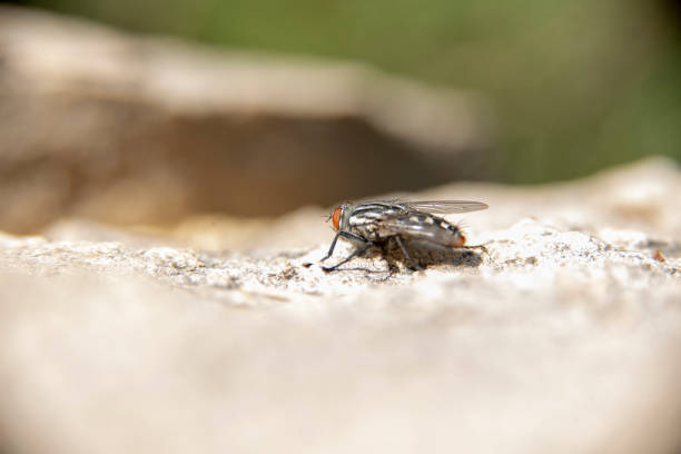 istock A close up of  a common house fly 1254252132