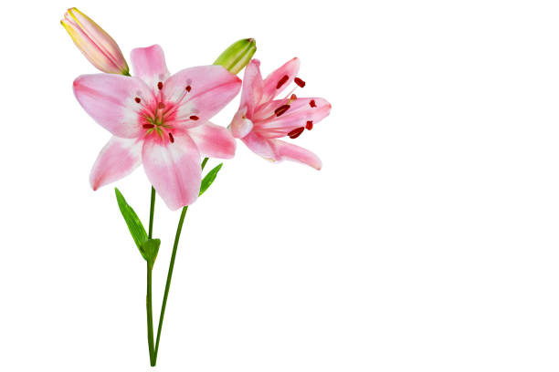 istock Bright lily flowers 1254253560