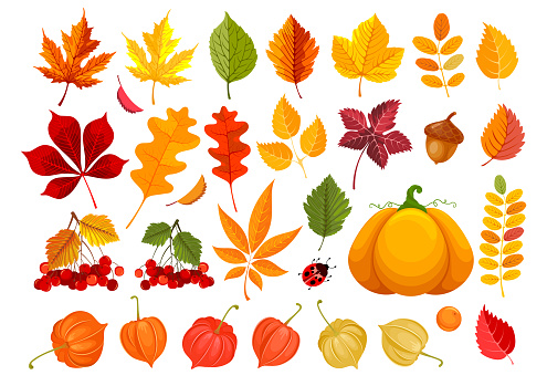 Big set of fall leaves and autumn objects. Clipart with many different leaves, pumpkin, acorn, physalis and rowanberry. Vector illustration.
