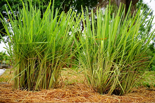 Lemon grass . It's a shrub, its leaves are long and can which was made into food.