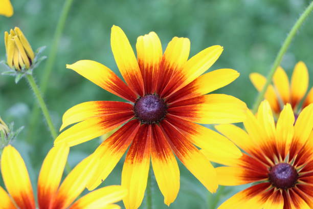 istock Rudbeckia flower 1254254642