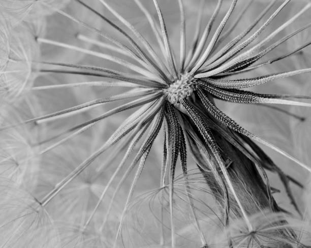 istock Wonderfully Detailed Dandelion in Full Seed 1254254697