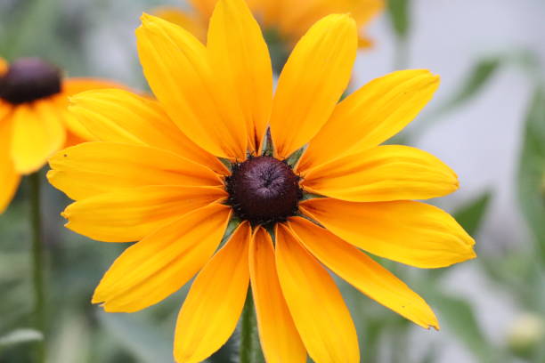 istock Rudbeckia flower 1254254742