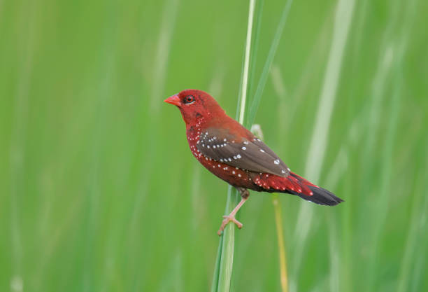 istock A beautiful red wild bird on the long grass at daylight . 1254254940